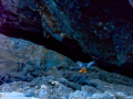 Colirrojo Tizón - Phoenicurus ochruros - Cotxa fumada