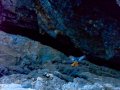 Colirrojo Tizón - Phoenicurus ochruros - Cotxa fumada