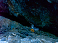 Colirrojo Tizón - Phoenicurus ochruros - Cotxa fumada