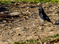 Colirrojo Tizón - Phoenicurus ochruros - Cotxa fumada