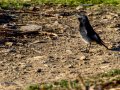 Colirrojo Tizón - Phoenicurus ochruros - Cotxa fumada