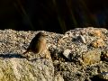 Colirrojo Tizón - Phoenicurus ochruros - Cotxa fumada