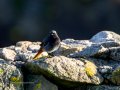 Colirrojo Tizón - Phoenicurus ochruros - Cotxa fumada