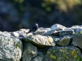 Colirrojo Tizón - Phoenicurus ochruros - Cotxa fumada