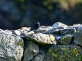 Colirrojo Tizón - Phoenicurus ochruros - Cotxa fumada