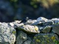 Colirrojo Tizón - Phoenicurus ochruros - Cotxa fumada