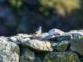 Colirrojo Tizón - Phoenicurus ochruros - Cotxa fumada