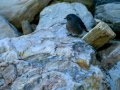 Colirrojo Tizón - Phoenicurus ochruros - Cotxa fumada