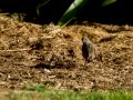 Colirrojo Tizón - Phoenicurus ochruros - Cotxa fumada