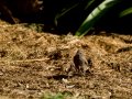 Colirrojo Tizón - Phoenicurus ochruros - Cotxa fumada