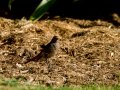 Colirrojo Tizón - Phoenicurus ochruros - Cotxa fumada
