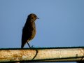 Colirrojo Tizón - Phoenicurus ochruros - Cotxa fumada