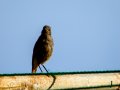 Colirrojo Tizón - Phoenicurus ochruros - Cotxa fumada