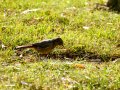 Colirrojo Tizón - Phoenicurus ochruros - Cotxa fumada