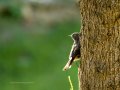 Colirrojo Tizón - Phoenicurus ochruros - Cotxa fumada