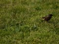 Colirrojo Tizón - Phoenicurus ochruros - Cotxa fumada