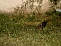 Colirrojo Tizón - Phoenicurus ochruros - Cotxa fumada