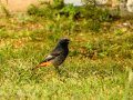 Colirrojo Tizón - Phoenicurus ochruros - Cotxa fumada