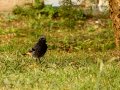 Colirrojo Tizón - Phoenicurus ochruros - Cotxa fumada