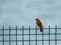 Colirrojo Tizón - Phoenicurus ochruros - Cotxa fumada