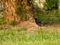 Colirrojo Tizón - Phoenicurus ochruros - Cotxa fumada