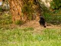 Colirrojo Tizón - Phoenicurus ochruros - Cotxa fumada