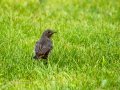 Colirrojo Tizón - Phoenicurus ochruros - Cotxa fumada