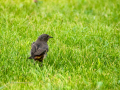 Colirrojo Tizón - Phoenicurus ochruros - Cotxa fumada