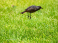 Colirrojo Tizón - Phoenicurus ochruros - Cotxa fumada