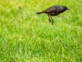 Colirrojo Tizón - Phoenicurus ochruros - Cotxa fumada