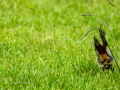 Colirrojo Tizón - Phoenicurus ochruros - Cotxa fumada