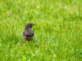 Colirrojo Tizón - Phoenicurus ochruros - Cotxa fumada