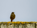 Colirrojo Tizón - Phoenicurus ochruros - Cotxa fumada