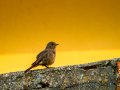 Colirrojo Tizón - Phoenicurus ochruros - Cotxa fumada