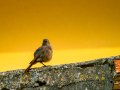 Colirrojo Tizón - Phoenicurus ochruros - Cotxa fumada