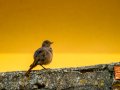 Colirrojo Tizón - Phoenicurus ochruros - Cotxa fumada