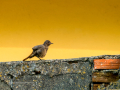 Colirrojo Tizón - Phoenicurus ochruros - Cotxa fumada