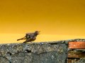 Colirrojo Tizón - Phoenicurus ochruros - Cotxa fumada
