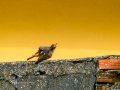 Colirrojo Tizón - Phoenicurus ochruros - Cotxa fumada