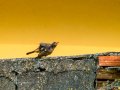 Colirrojo Tizón - Phoenicurus ochruros - Cotxa fumada