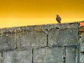 Colirrojo Tizón - Phoenicurus ochruros - Cotxa fumada