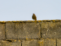 Colirrojo Tizón - Phoenicurus ochruros - Cotxa fumada