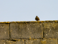 Colirrojo Tizón - Phoenicurus ochruros - Cotxa fumada