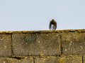 Colirrojo Tizón - Phoenicurus ochruros - Cotxa fumada