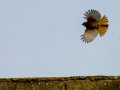 Colirrojo Tizón - Phoenicurus ochruros - Cotxa fumada