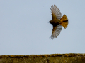 Colirrojo Tizón - Phoenicurus ochruros - Cotxa fumada