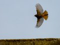 Colirrojo Tizón - Phoenicurus ochruros - Cotxa fumada
