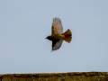 Colirrojo Tizón - Phoenicurus ochruros - Cotxa fumada