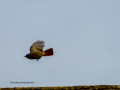 Colirrojo Tizón - Phoenicurus ochruros - Cotxa fumada