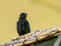 Colirrojo Tizón - Phoenicurus ochruros - Cotxa fumada